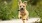 a dog running on a wooden surface